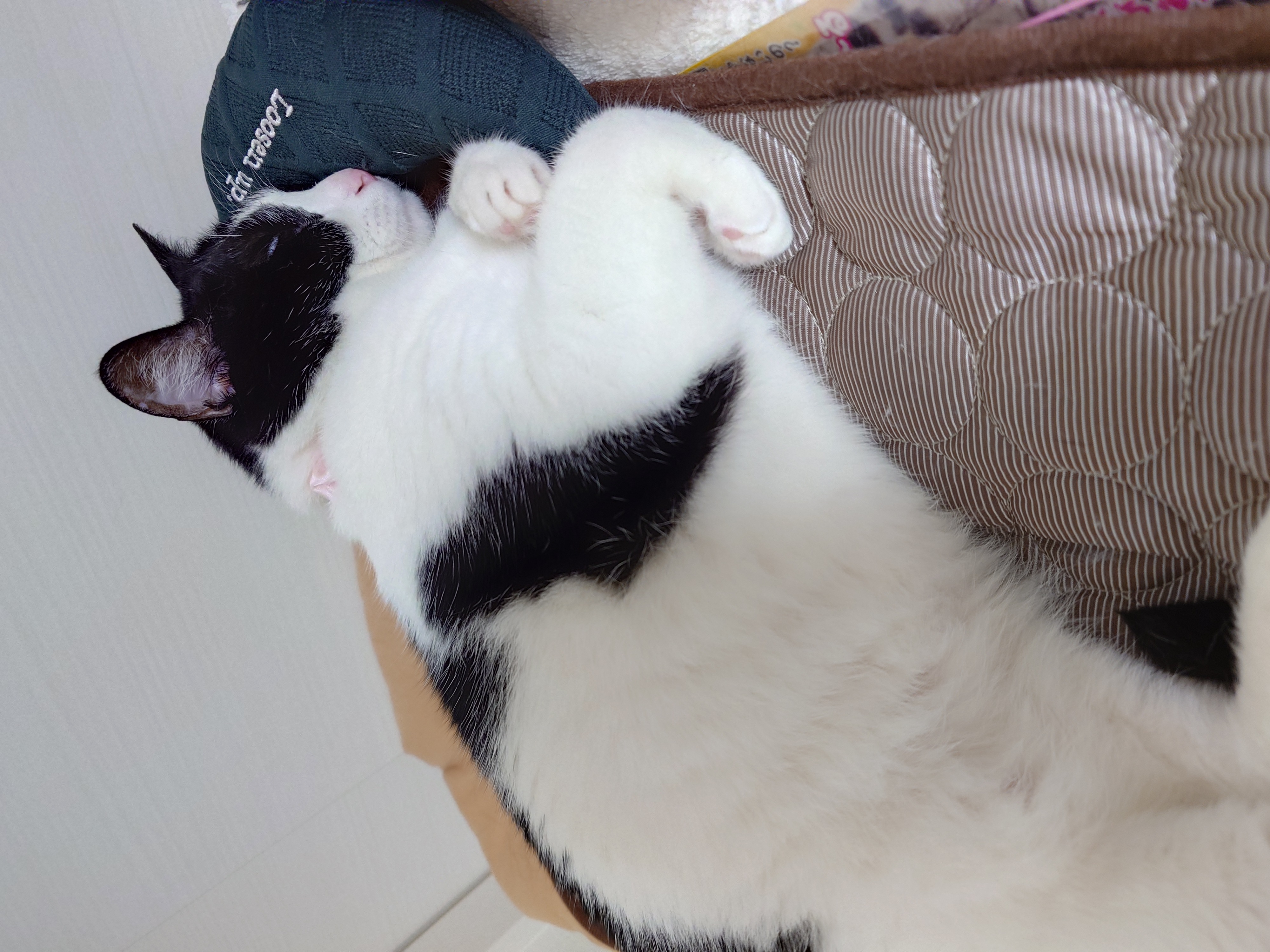 冷感マットの上でくつろぐ猫