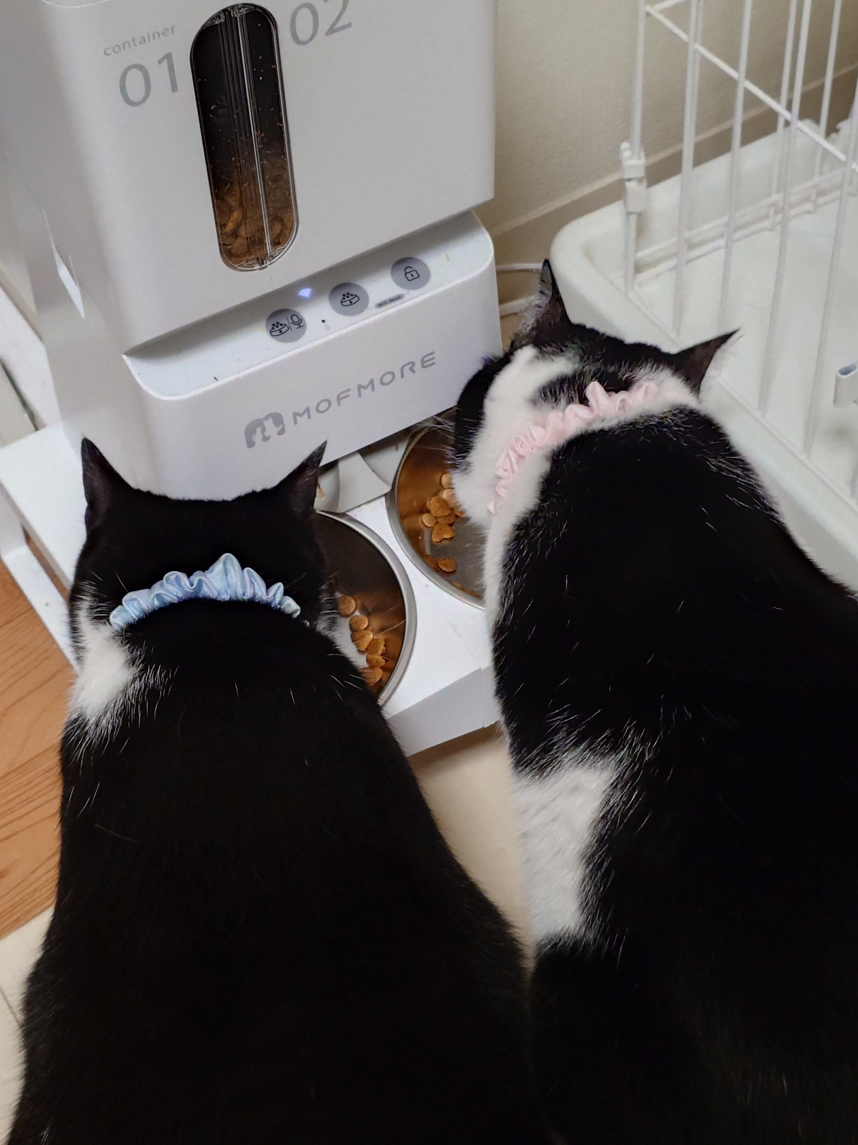 自動給餌器の2つのお皿で同時にごはんを食べる猫たち