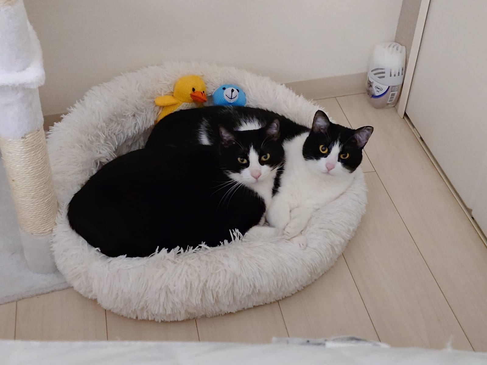 うちの猫たち